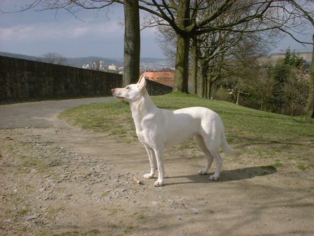 Weißer Schweizer Schäferhund Ich bin Jessy 10 Jahre alt