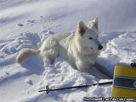 Weißer Schweizer Schäferhund Zara Chelsea of White Condor 6 Monate