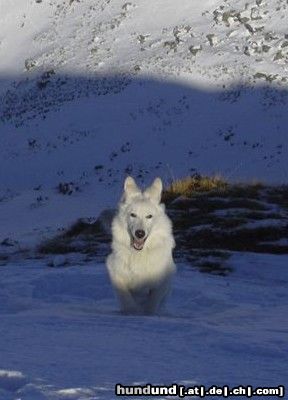 Weißer Schweizer Schäferhund Zara Chelsea of White Condor 6 Monate