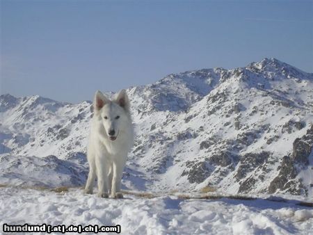 Weißer Schweizer Schäferhund Zara Chelsea of White Condor 6 Monate