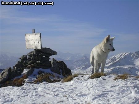 Weißer Schweizer Schäferhund Zara Chelsea of White Condor 6 Monate