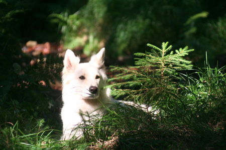 Weißer Schweizer Schäferhund Sky