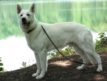 Weißer Schweizer Schäferhund Don Amigo