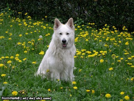 Weißer Schweizer Schäferhund