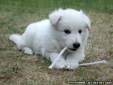 Weißer Schweizer Schäferhund Hast du mich auch zum Fressen gern wie ich meine Schnur ?