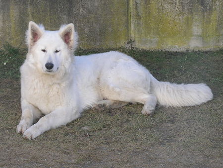 Weißer Schweizer Schäferhund Ein schöner Rüde mit 9 Monat