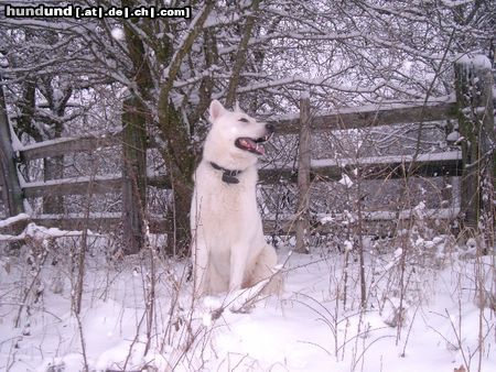 Weißer Schweizer Schäferhund Unsser Weisse ist ein Kinderliebender,ausdauernder,kräftiger Rüde. Die eigenen Kazen liebt er, die fremden jagt er am liebsten. Jesco ist ein enormes Alfa Tier, mit allen anderen dominanten Rüden giebt es meistens Zoff alle andern Hunde begrüst er spielend. 