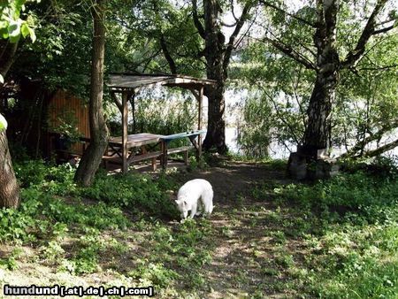 Weißer Schweizer Schäferhund Samy in Garten