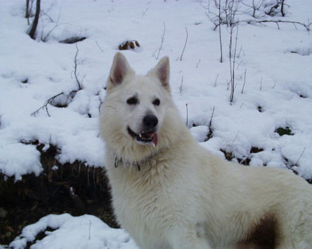 Weißer Schweizer Schäferhund Der Winter ist ganz toll