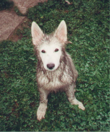 Weißer Schweizer Schäferhund Grisha (damals 1/2 J) beim Moorbaden