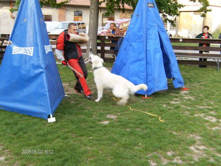 Weißer Schweizer Schäferhund Happy beim schutztraining