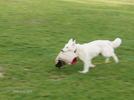 Weißer Schweizer Schäferhund Happy beim schutztraining