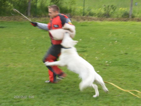 Weißer Schweizer Schäferhund Happy beim schutztraining