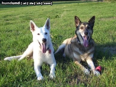 Weißer Schweizer Schäferhund Harvey mit seinem Freund Kurt - beides ehem. Tierheimhunde