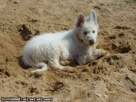 Weißer Schweizer Schäferhund Ikon-Jackson of beautiful White