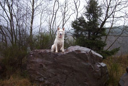 Weißer Schweizer Schäferhund Hope,Flash,Ashley im Ebbegebirge