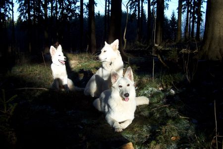 Weißer Schweizer Schäferhund Hope,Flash,Ashley im Ebbegebirge