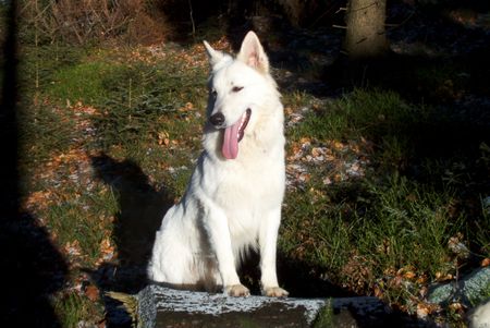 Weißer Schweizer Schäferhund Hope,Flash,Ashley im Ebbegebirge