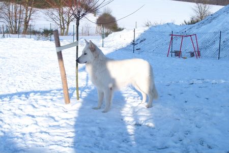 Weißer Schweizer Schäferhund Hope,Flash,Ashley im Ebbegebirge