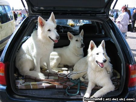 Weißer Schweizer Schäferhund Buddy der Knuddelbär