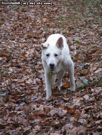 Weißer Schweizer Schäferhund Man sieht mir meine 11 Jahre noch nicht an 