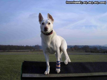 Weißer Schweizer Schäferhund Toller Ausblick