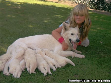 Weißer Schweizer Schäferhund Babys ab dem 4 September abzugeben.Tel.06624-7170