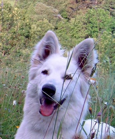 Weißer Schweizer Schäferhund Anakin