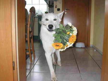 Weißer Schweizer Schäferhund Gratulation