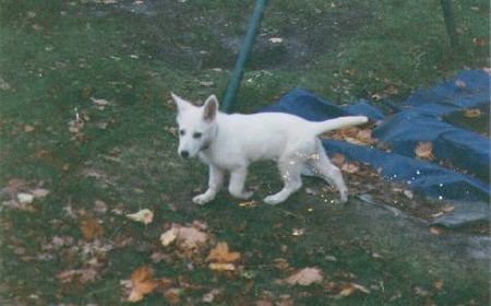 Weißer Schweizer Schäferhund Lady of slow Diamond (10 w. old)