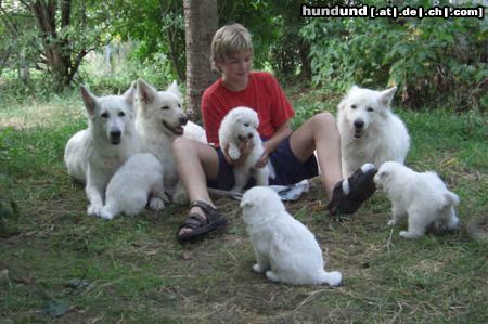 Weißer Schweizer Schäferhund  Weiße-Schäferhundwelpe: mit Lars im Garten