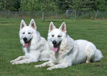 Weißer Schweizer Schäferhund