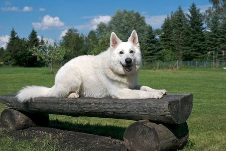 Weißer Schweizer Schäferhund