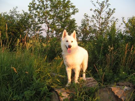 Weißer Schweizer Schäferhund