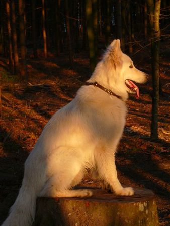 Weißer Schweizer Schäferhund Nouka bei einem schönen Waldspaziergang ( 1 3/4 Jahre alt)