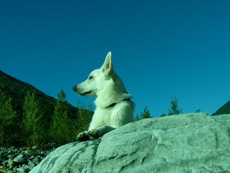 Weißer Schweizer Schäferhund Jacky im Urlaub