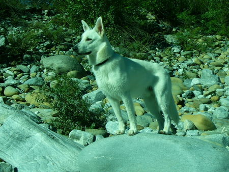 Weißer Schweizer Schäferhund