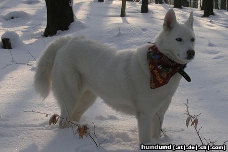 Weißer Schweizer Schäferhund Lara, so mag sie es