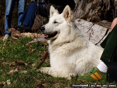 Weißer Schweizer Schäferhund Aslak 2 Jahre alt