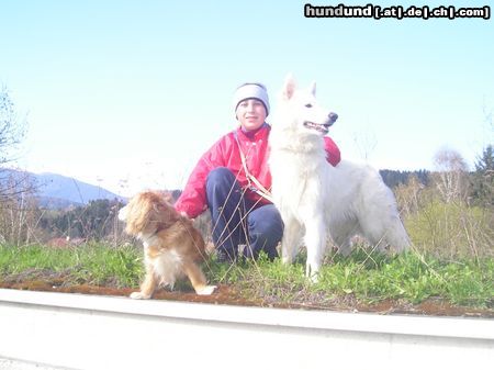 Weißer Schweizer Schäferhund