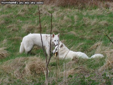 Weißer Schweizer Schäferhund Leya&Aslak 