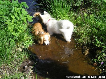 Weißer Schweizer Schäferhund Easy