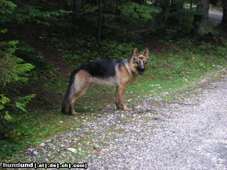 Weißer Schweizer Schäferhund