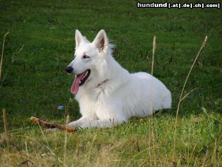 Weißer Schweizer Schäferhund Aslak 