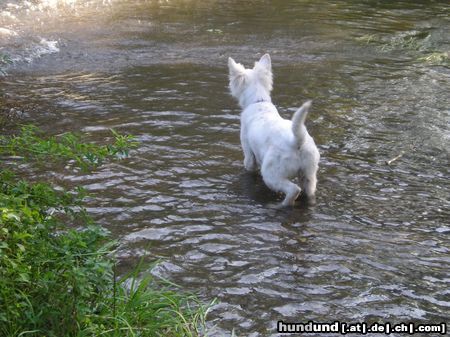 Weißer Schweizer Schäferhund