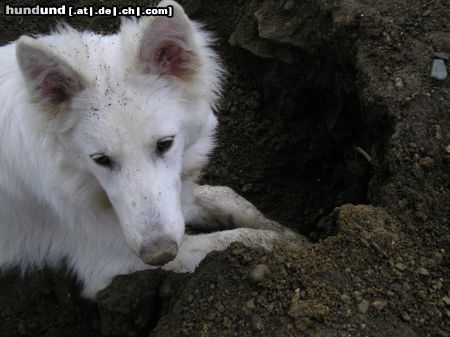 Weißer Schweizer Schäferhund Easy ist im Element