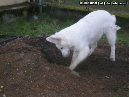 Weißer Schweizer Schäferhund Easy ist im Element