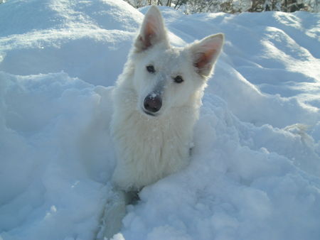 Weißer Schweizer Schäferhund