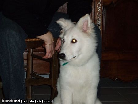 Weißer Schweizer Schäferhund c'est mon petit chien vicky de  france 