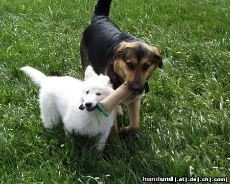 Weißer Schweizer Schäferhund Blanca und Gina